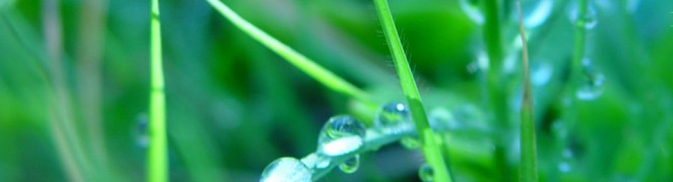 Dr. Katie Life Mastery